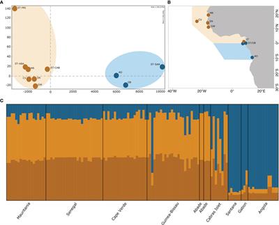 Seagrass Connectivity on the West Coast of Africa Supports the Hypothesis of Grazer-Mediated Seed Dispersal